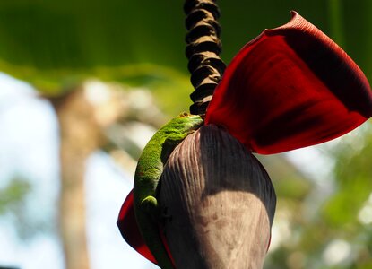 Reptile lizard madagascar photo