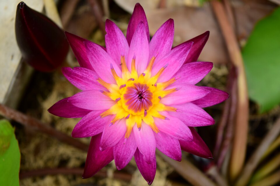 Wallpaper water plants pink