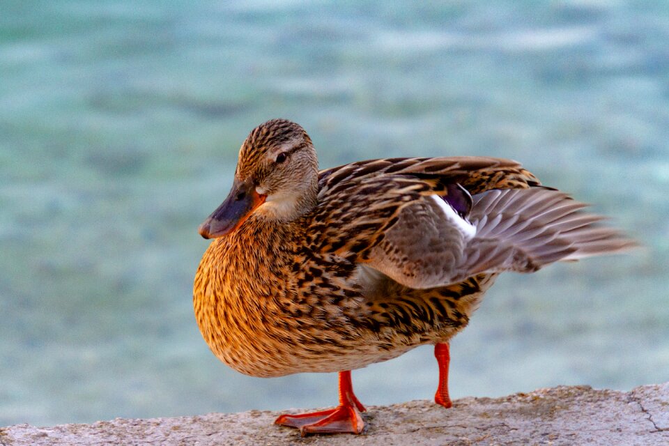 Nature water bird female