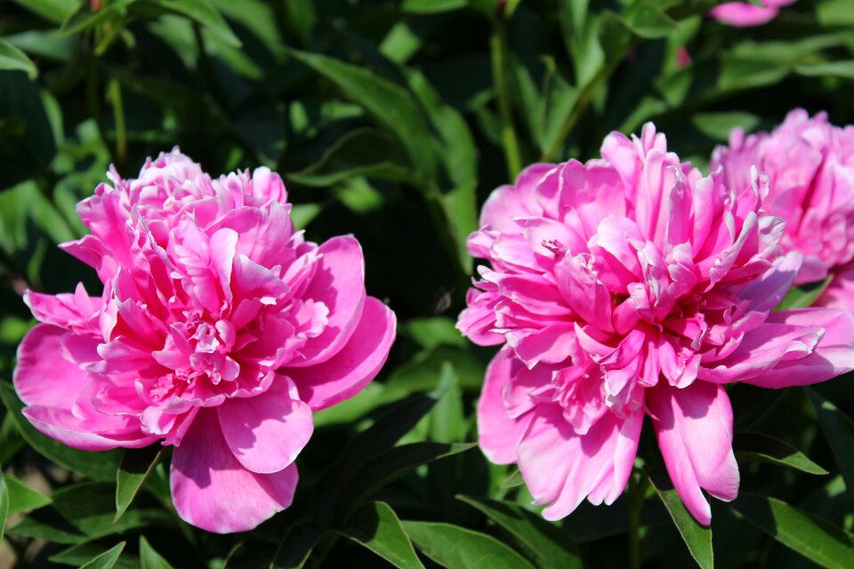 Nature pink garden
