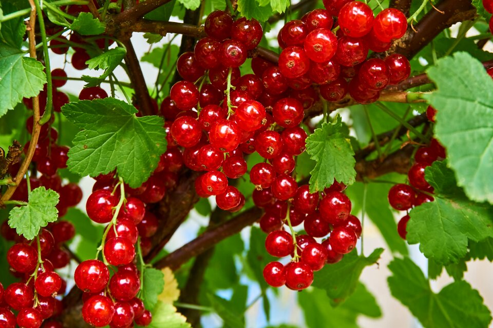 Morning sun red green