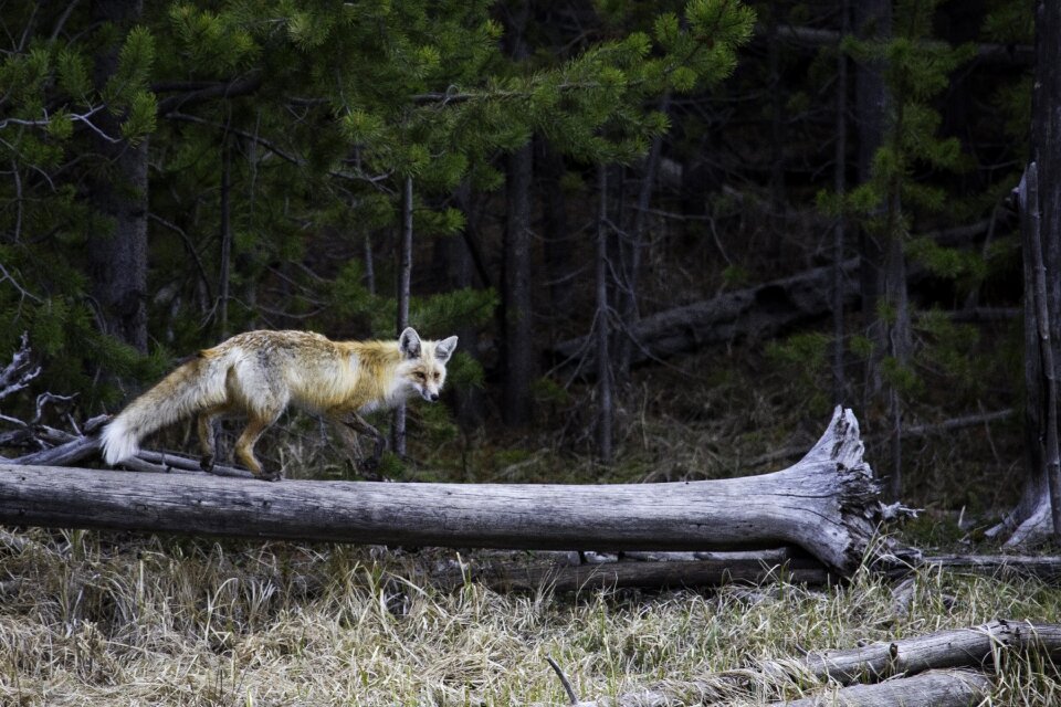 Predator vulpes vulpes wilderness