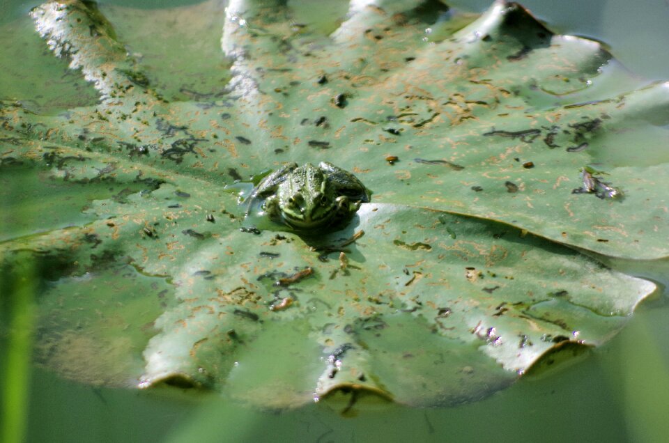 Nature water lily pad