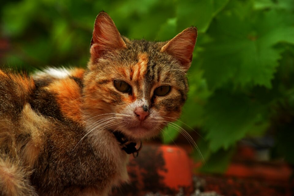 Cat beautiful cats Free photos