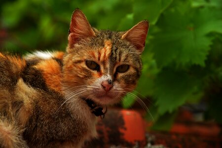 Cat beautiful cats Free photos
