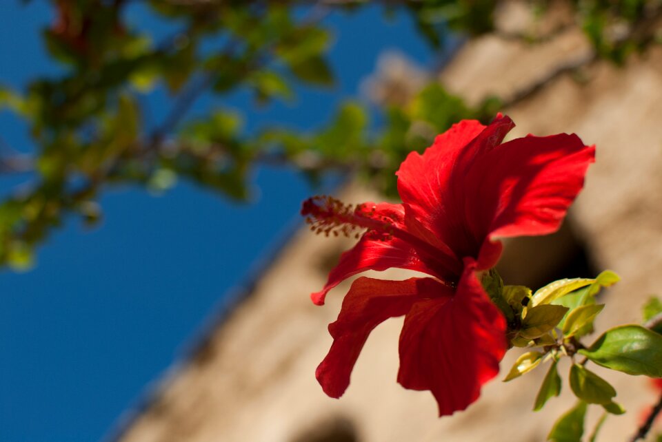 Red malvaceae pollen