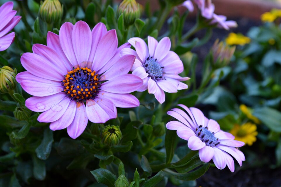 Purple flower nature close up