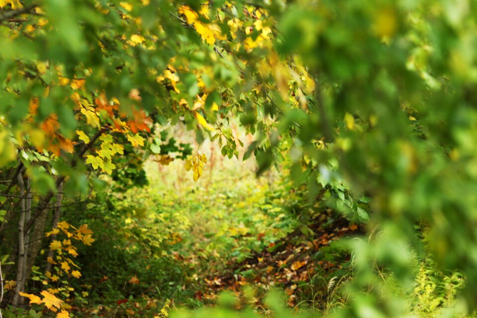 Nature leaves forrest