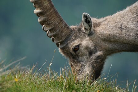 Animals animal nature