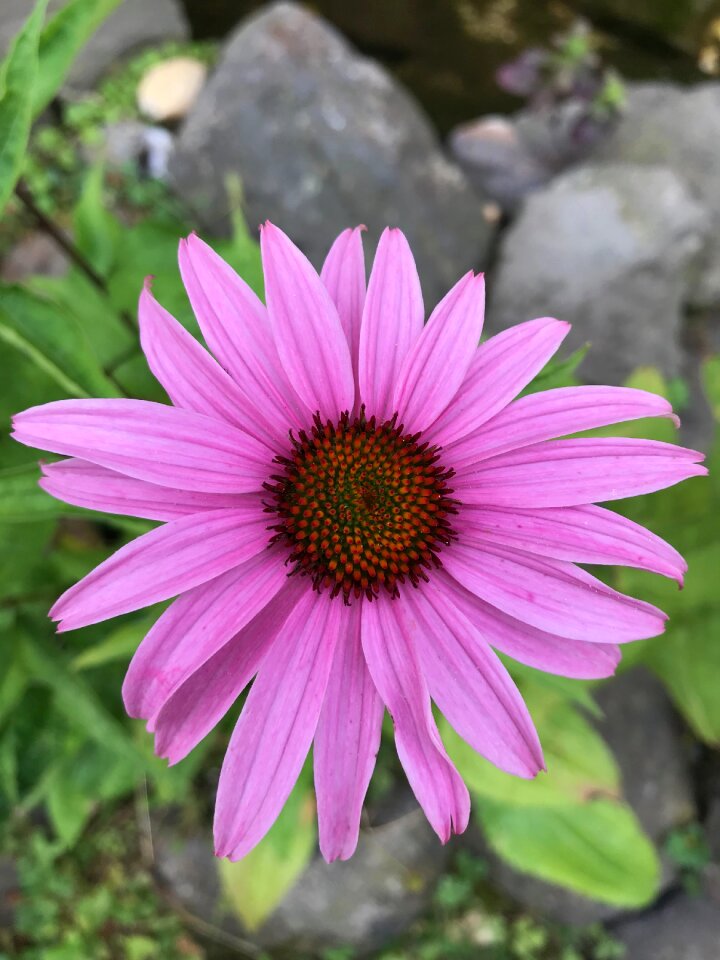Nature summer plant