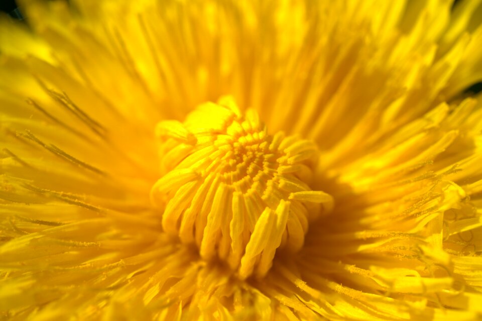 Common dandelion yellow meadow