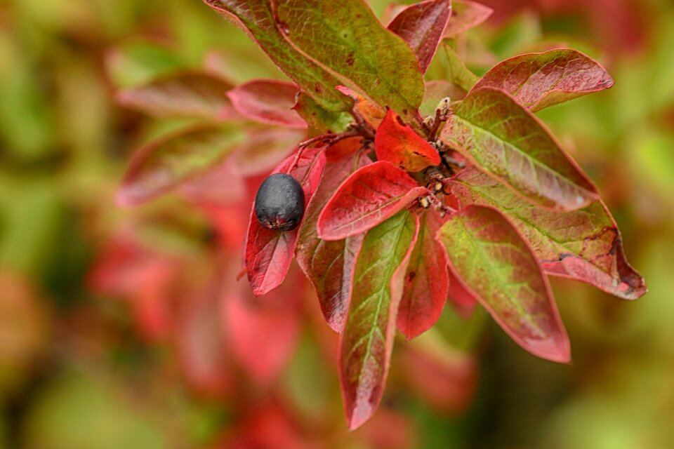 Leaf nature fall