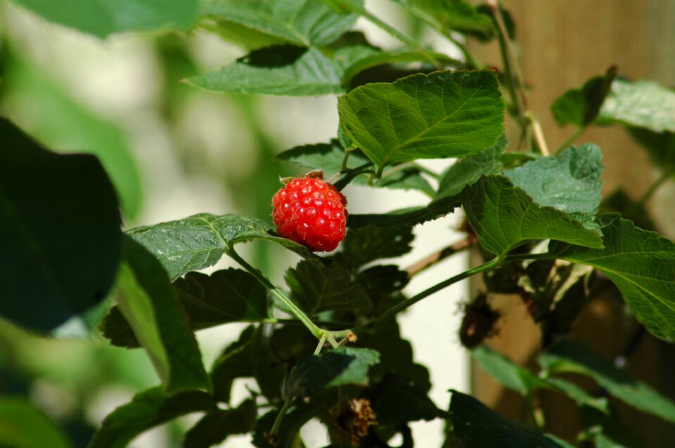 Nature berry garden