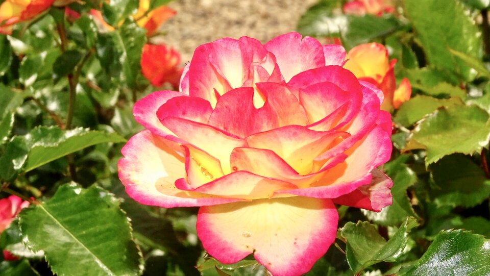 Rose blooms rose bloom close up photo