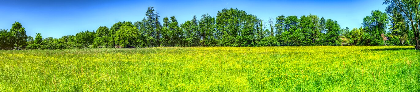 Spring bloom colorful
