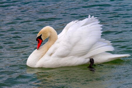 Water bird lake schwimmvogel