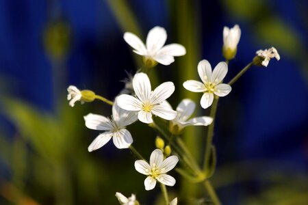 Blue white flowers closeup