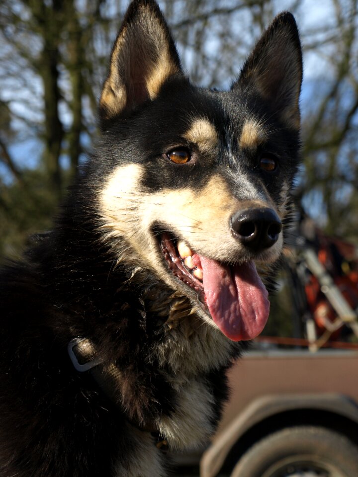 Dog head dogs nature