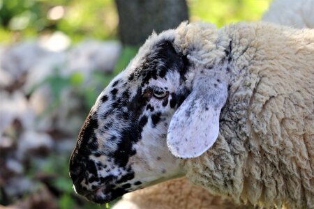 Animal wool nature
