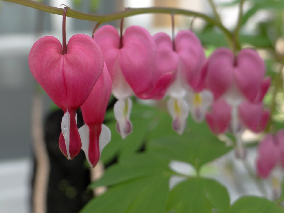 Heart nature flower greenhouse