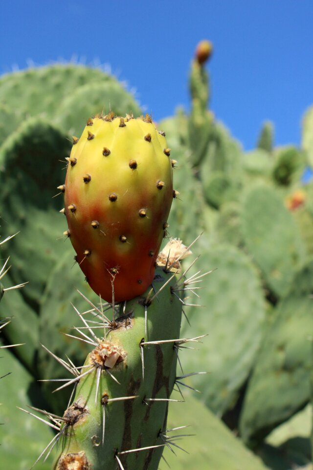 Cactus fruit spur prickly pear