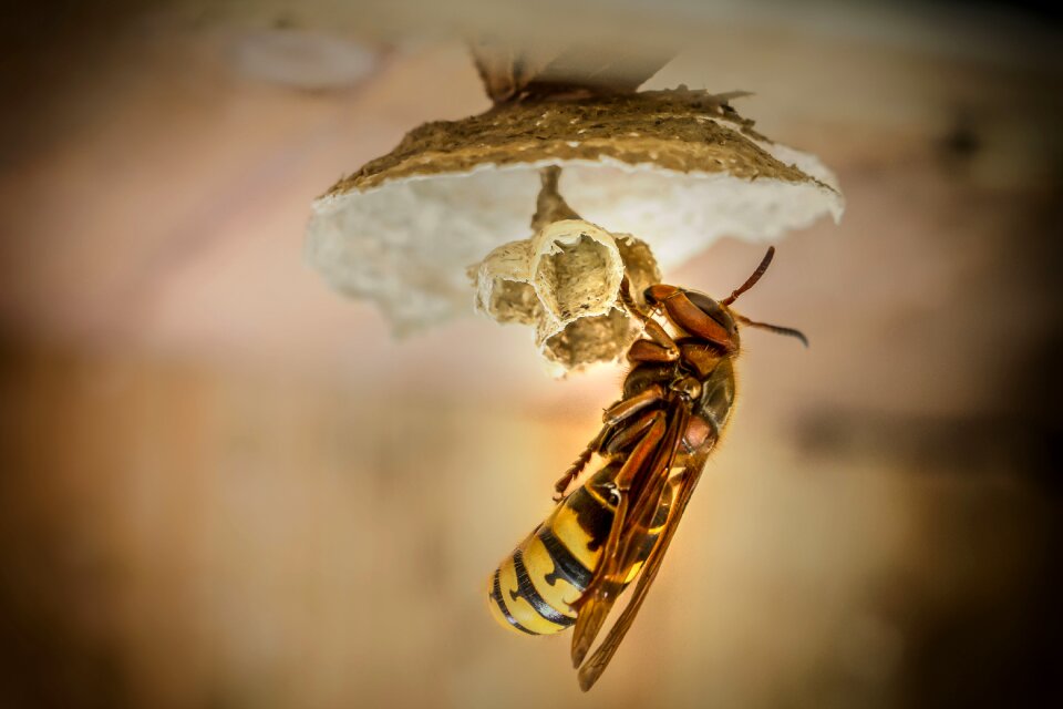 Hornissennest insect wasp
