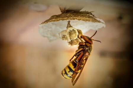 Hornissennest insect wasp