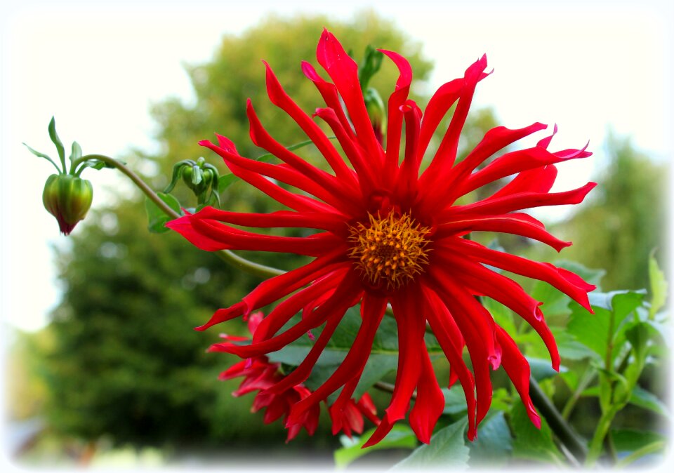 Dahlias in the fall the petals