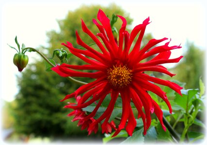 Dahlias in the fall the petals