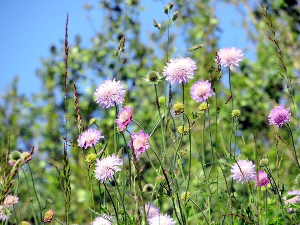 Wild pink nature