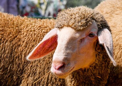Lamb flock animal portrait