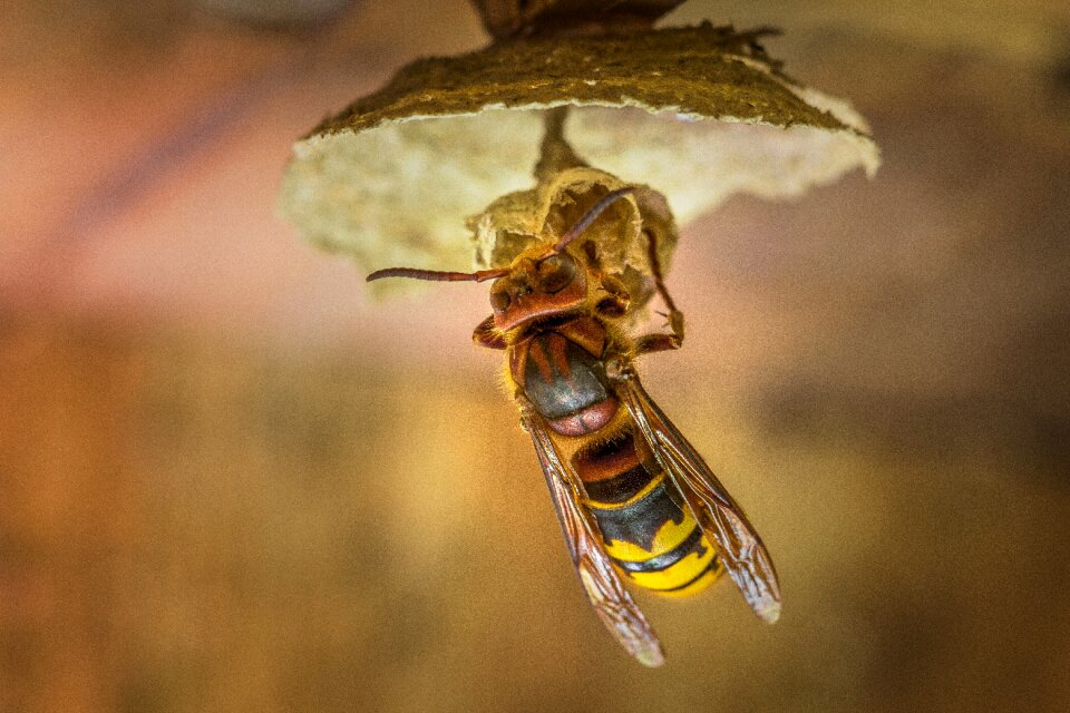 Hornissennest insect wasp