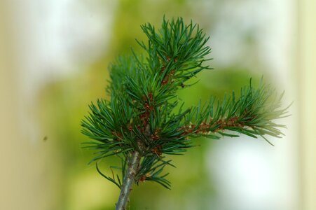 Leaf flora tree