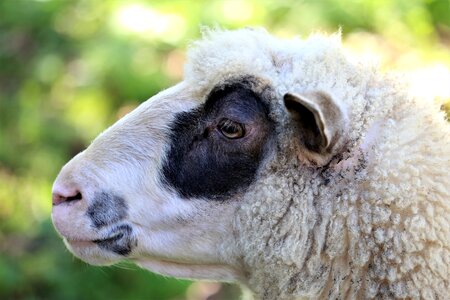 Wool nature pasture