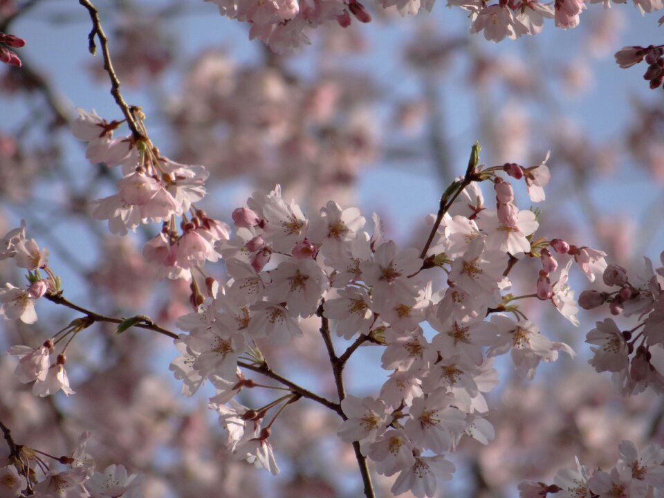 Nature japanese cherry spring