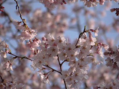 Nature japanese cherry spring