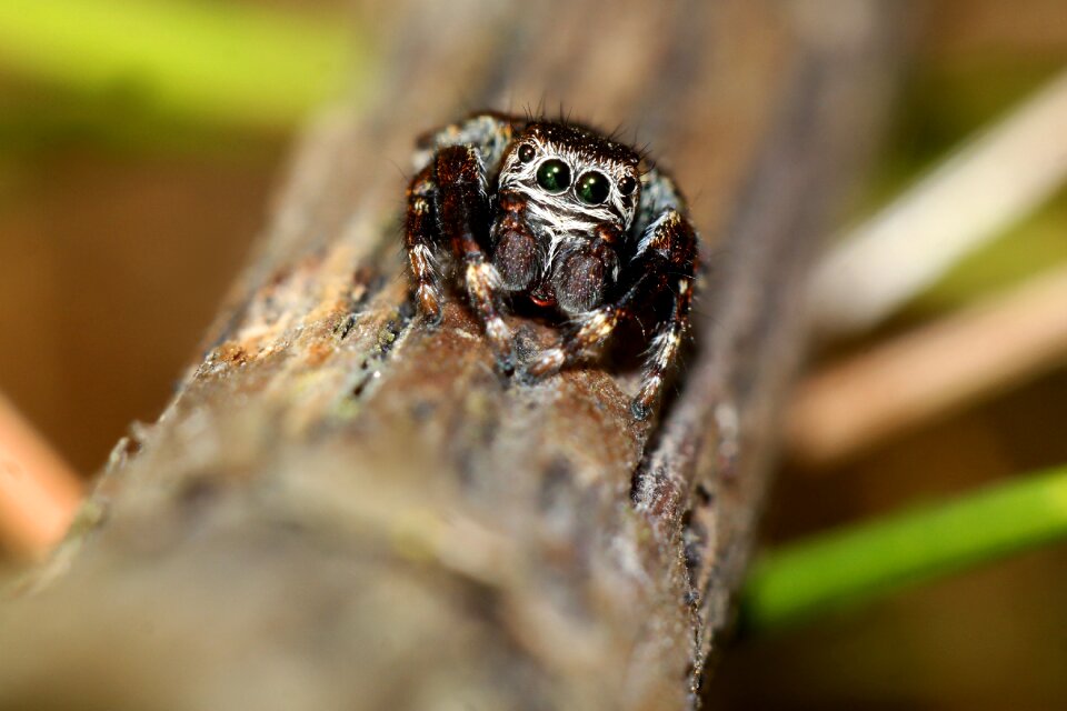 Bug arachnid branch photo