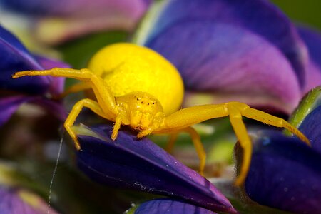 Bug flower arachnid