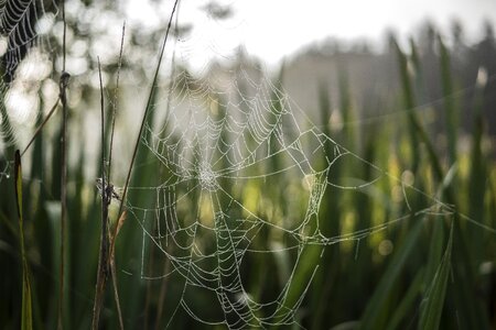 Macro drop of water spider webs photo
