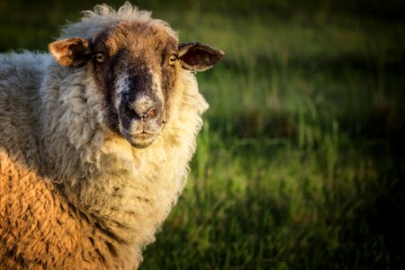 Wool pasture grass photo