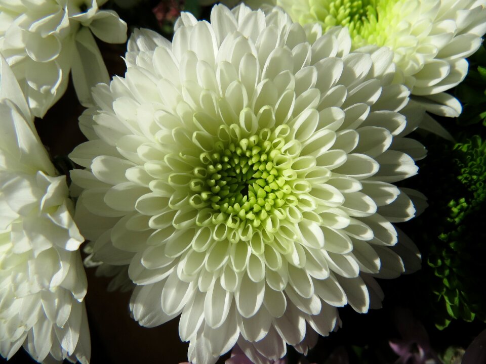 Flowers chrysanthemums white