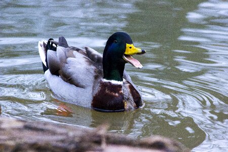 Bird water bird plumage photo