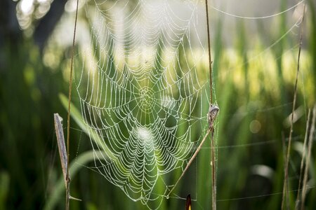 Dewdrop spin threads spring lake