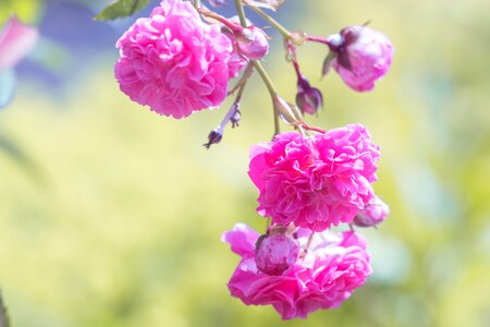 Pink roses pink flowers rose garden photo