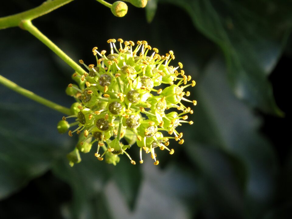 Inflorescence honeysuckle climber plant