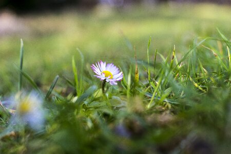 Spring blossom bloom