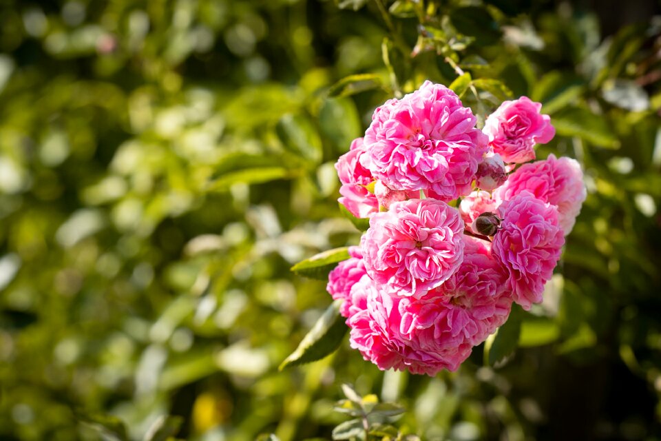 Flowers pink flowers garden