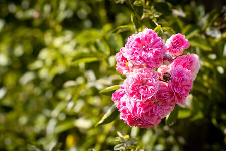 Flowers pink flowers garden