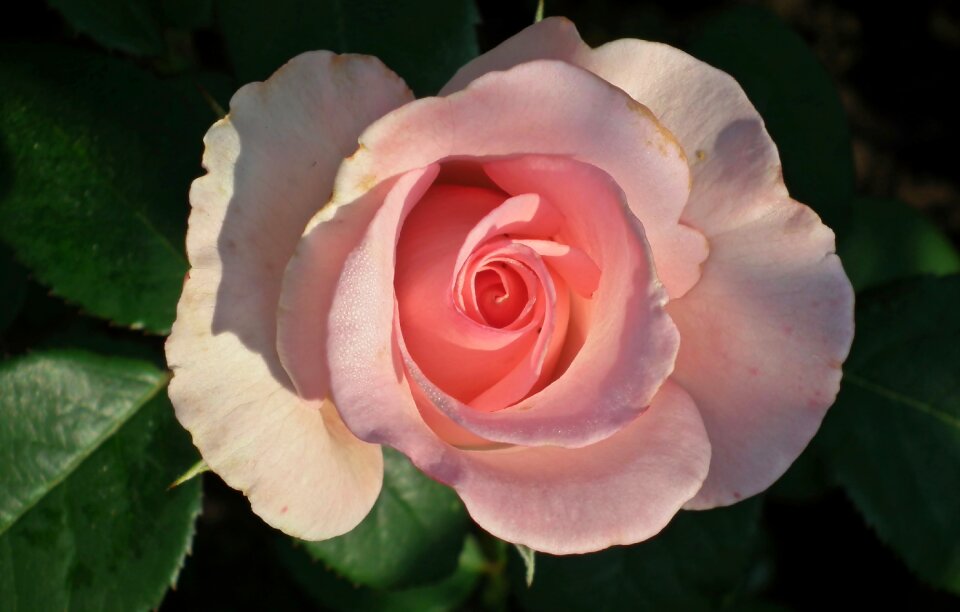 Romantic beauty garden
