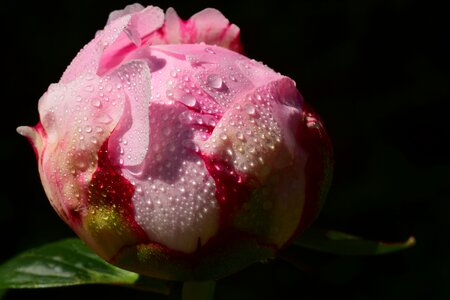 Blossom bloom wet photo